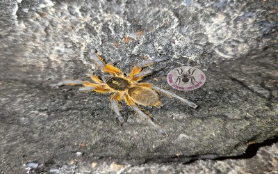 Harpactira pulchripes Female tarantula